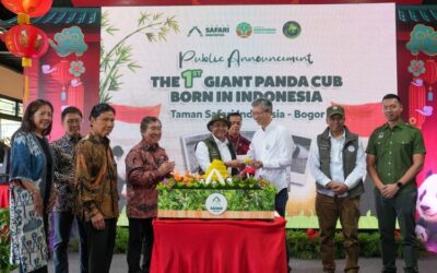Menhut Umumkan Kelahiran Bayi Panda Pertama di Indonesia