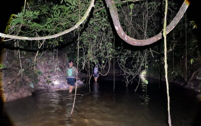 Inventarisasi Herpetofauna di Sungai Tua, Tim Patroli Temukan Beragam Jenis Amfibi