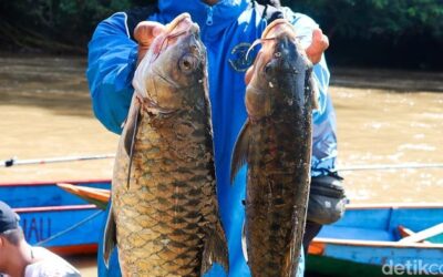 Mencicipi Kuliner Mewah Ikan Dewa di Tepi Sungai Bahau