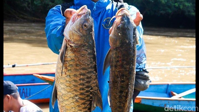 Mencicipi Kuliner Mewah Ikan Dewa di Tepi Sungai Bahau