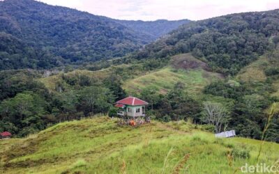 Syahdunya Pagi di Savana Long Tua: Menikmati Embun, Menanti Sang Banteng