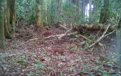 Kembali Eksis, Kucing Merah Kalimantan Terekam Kedua Kalinya di Wilayah Resor Mentarang Tubu