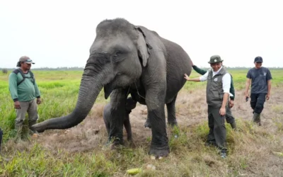 Menteri Kehutanan Tinjau Langsung Gajah Sumatra dari Ancaman Karhutla di Suaka Margasatwa Padang Sugihan