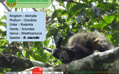 MISTERI JEJAK TUPAI VAMPIR KALIMANTAN (Rheithrosciurus macrotis) SATWA ENDEMIK KALIMANTAN DI TN KAYAN MENTARANG